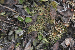 Psoroma hypnorum