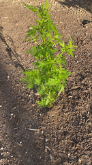 Artemisia annua