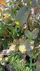 Psidium guajava