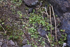 Cardamine umbellata