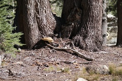 Ganoderma oregonense