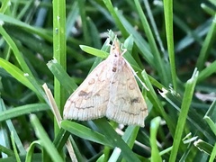 Udea profundalis