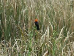 Amblyramphus holosericeus