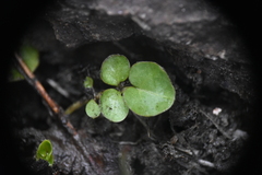 Cardamine umbellata