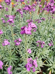 Erysimum linifolium