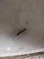 Thereuonema tuberculata