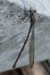 Austrolestes colensonis
