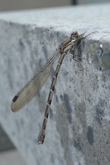 Austrolestes colensonis