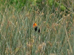 Amblyramphus holosericeus