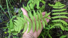 Thelypteris palustris pubescens