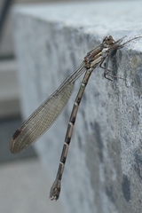 Austrolestes colensonis