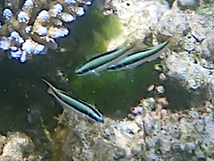 Thalassoma amblycephalus