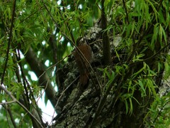 Lepidocolaptes angustirostris