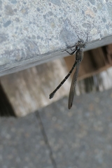 Austrolestes colensonis