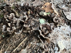 Thelephora terrestris
