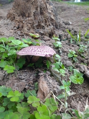 Leucoagaricus lilaceus