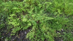 Thelypteris palustris pubescens