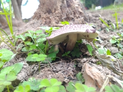 Leucoagaricus lilaceus