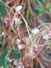 Cuscuta epithymum