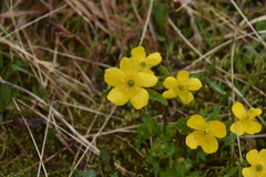Ranunculus eschscholtzii