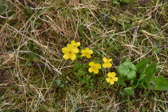 Ranunculus eschscholtzii