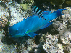 Chlorurus microrhinos