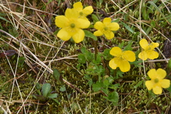 Ranunculus eschscholtzii