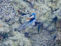 Rhinecanthus aculeatus