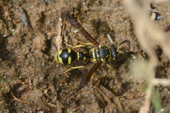 Eumeninae