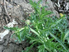 Acicarpha tribuloides