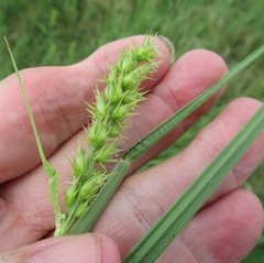 Cenchrus spinifex