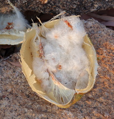 Cochlospermum gillivraei