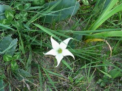 Jaborosa integrifolia