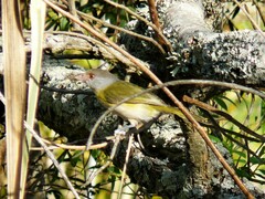 Cyclarhis gujanensis