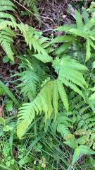 Thelypteridaceae