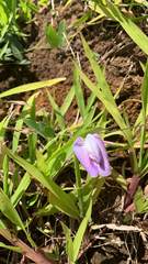 Centrosema virginianum