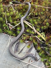 Coluber constrictor constrictor