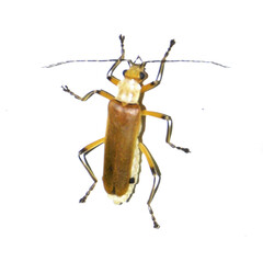 Chauliognathus cinguliventris