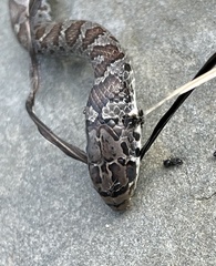 Coluber constrictor constrictor