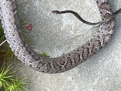 Coluber constrictor constrictor