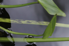 Aeshna tuberculifera