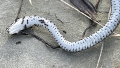 Coluber constrictor constrictor