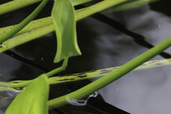 Aeshna tuberculifera