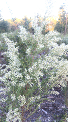 Baccharis neglecta
