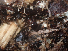 Carebara
