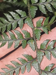 Polystichum neozelandicum