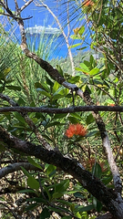 Metrosideros collina