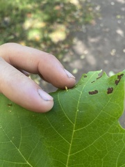 Vasates aceriscrumena