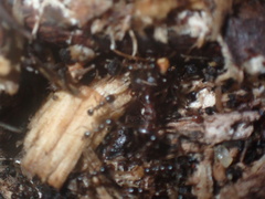 Carebara