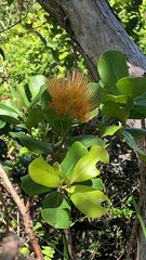 Metrosideros collina